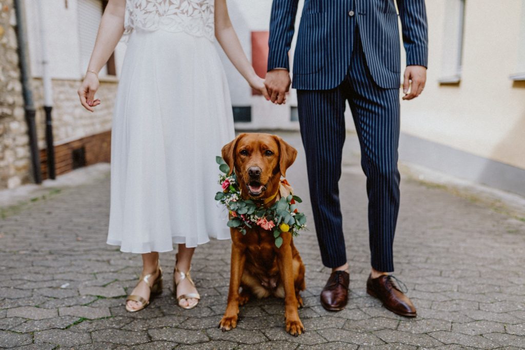 Hund Hochzeitsfotos