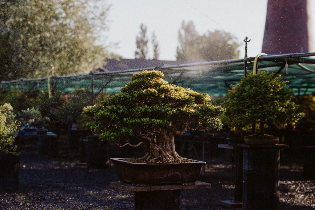 Bonsaizentrum Heidelberg Hochzeit